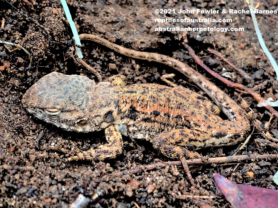 This baby Southern Tawny Dragon <em>(Ctenophorus decresii)</em> is from Anstey Hill in the Mt. Lofty Ranges near Adelaide, South Australia